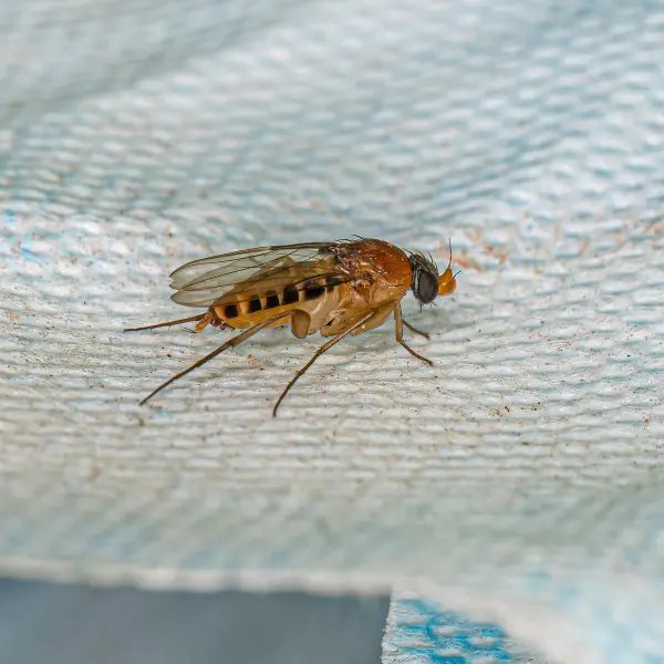Indore Pest Control | +91 70111 51215